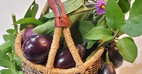 Patio baby eggplant from my garden